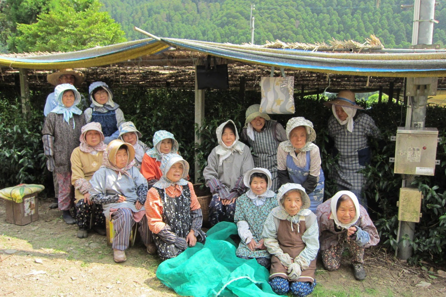 Gyokuro Kirari 31 - Hoshino Dentou Hon Gyokuro